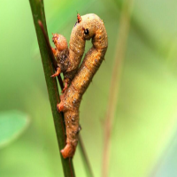 農藥殘留檢測儀的應用提高農殘檢測效率，適用于流動檢測